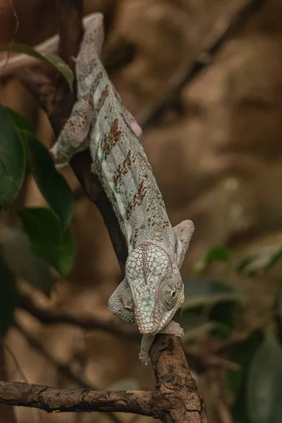 Mladý Zahalený Chameleon Přilnavý Větvi Stromu Malý Plaz — Stock fotografie