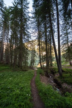 Val Pusteria, Güney Timor Dolomitleri 'ndeki bir ormandan geçen bir patika.