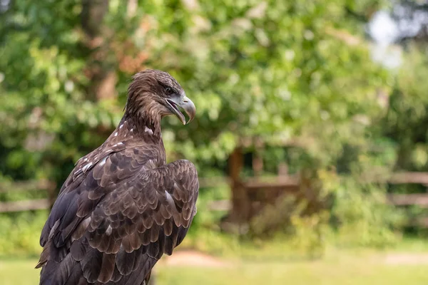 Nahaufnahme Eines Steinadlers Eines Großen Amerikanischen Vogels Aufgenommen Freien Auf — Stockfoto