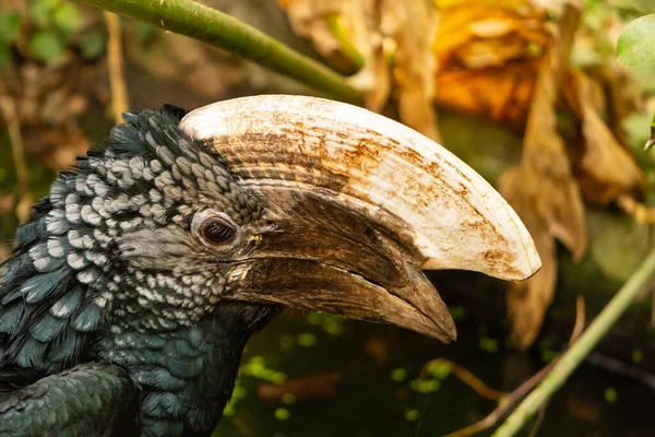 Portrét Stříbřitého Rohovce Velký Druh Ptáka Nalezený Africe Nestálý Obrovským — Stock fotografie