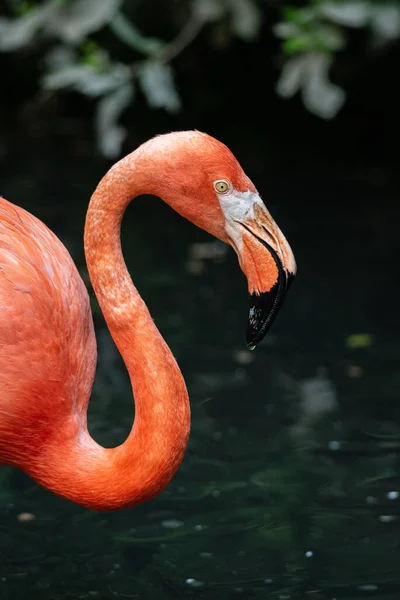 Bir Amerikan Flamingosunun Yakın Portresi Büyük Kuşu Profili — Stok fotoğraf