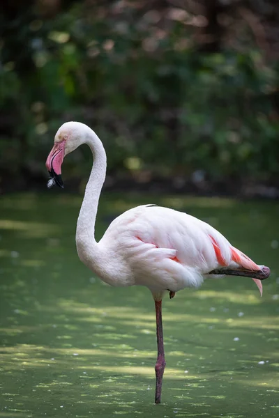 Pink Flamingo Immersed Water Pond Naturalistic Image — Stock Photo, Image