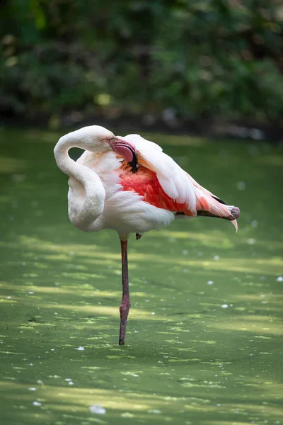 Pembe Flamingo Bir Göletin Suyuna Batırılmış Doğaüstü Bir Görüntü — Stok fotoğraf