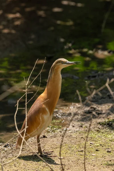 Jovem Bittern Pouco Caminha Perto Lago Pássaro Europeu Tamanho Médio — Fotografia de Stock