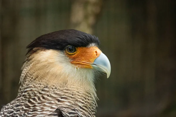 具有深色头和浅色喙的猛禽的画像 一种动物的自然主义形象 免版税图库图片