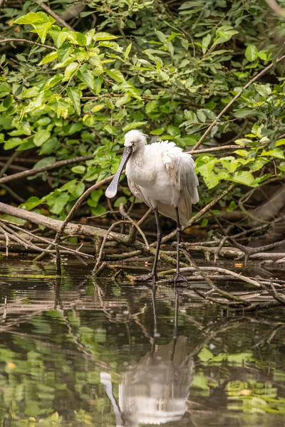 Eurasian Common Spoonbill Tree Branch Water Image White Bird Large — Stock Photo, Image