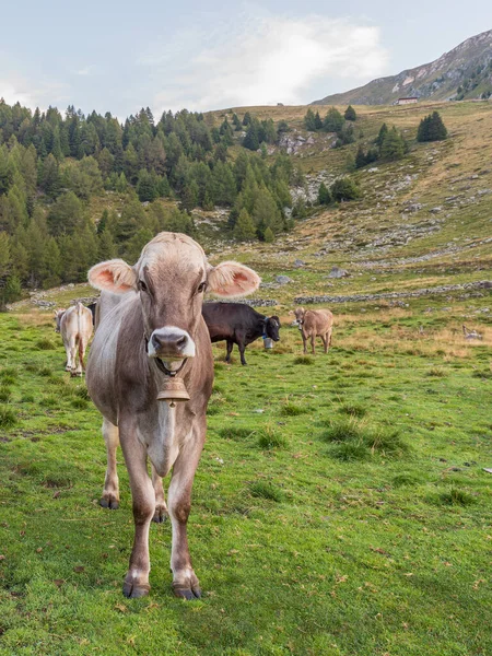 Kor Betar Italiensk Betesmark Mjölkkor Går Bergsäng — Stockfoto