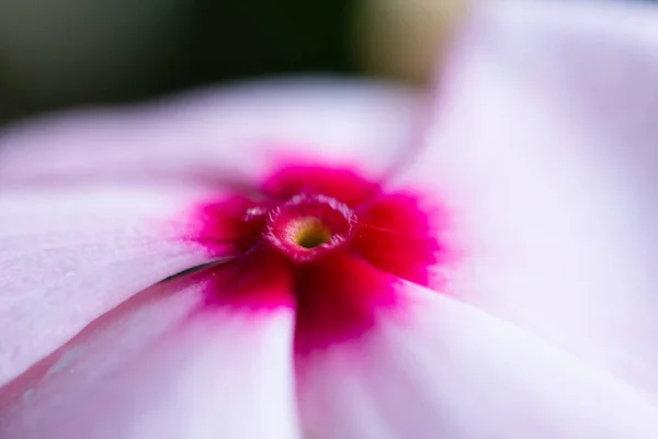 Zblízka Pohled Růžovou Červenou Fialovou Květinu Květinové Makro Fotografie — Stock fotografie