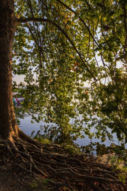 Bir sonbahar sabahı gölün kenarında dallarının gölgesinde bir ağacın kökleri, doğaüstü bir görüntü.