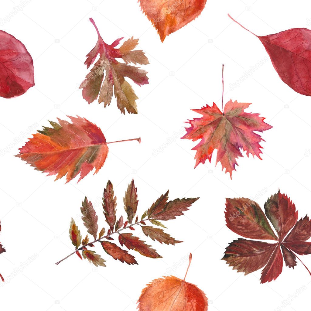 Watercolor seamless background leafs. Autumn. White and red