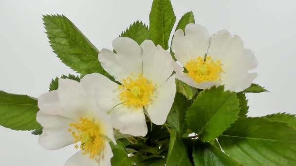 Timelapse on White Wild Rose flowers. Close up. Rambler Rosa Multiflora bush sways on a spring breeze. Selective focus on blossoms. — Stock Video