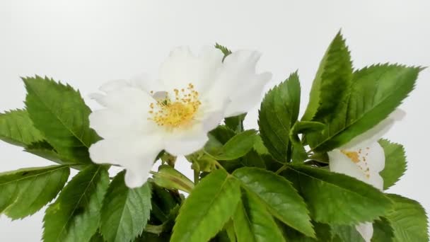Timelapse on White Wild Rose flowers (en inglés). De cerca. Rambler Rosa Multiflora se balancea sobre una brisa primaveral. Enfoque selectivo en las flores . — Vídeos de Stock