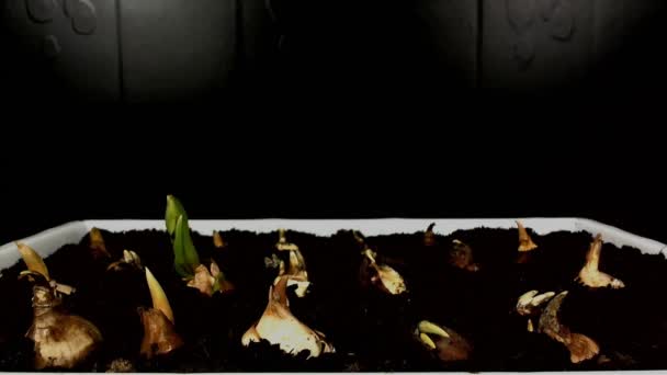Tidsinställd Enkelrum druvor hyacint Muscari blommor blommar. — Stockvideo