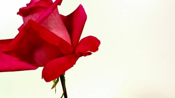 Tiempo de lapso de flor de rosa roja floreciendo y marchitándose — Vídeo de stock