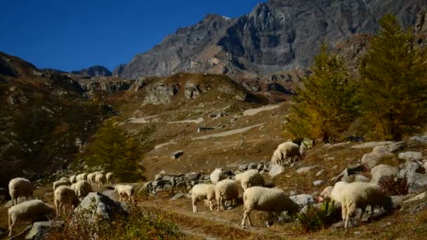 Ceresole (Torino), Italien - 5 oktober 2012: En flock av får i den sena hösten. Fåren betar i Hagen. — Stockvideo