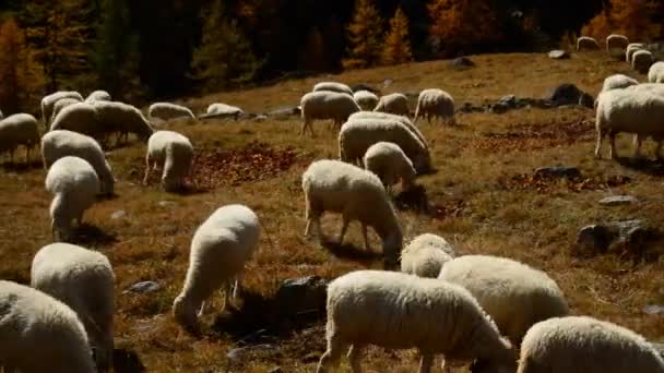 Ceresole (Torino), Olaszország - október 5., 2012: Egy nyáj juh a késő ősszel. Juhok legelnek a legelőn. — Stock videók