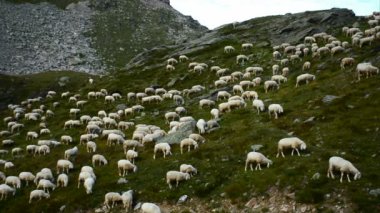 Ceresole (Torino), İtalya - Sectember 5, 2012: Geç sonbaharda koyun sürüsü. Koyun mera otlatmak.