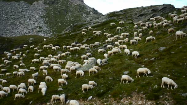 Ceresole (Torino), Olaszország - Sectember 5, 2012: Egy nyáj juh a késő ősszel. Juhok legelnek a legelőn. — Stock videók