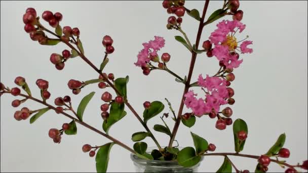 Italy flower opening time lapse — Stock Video