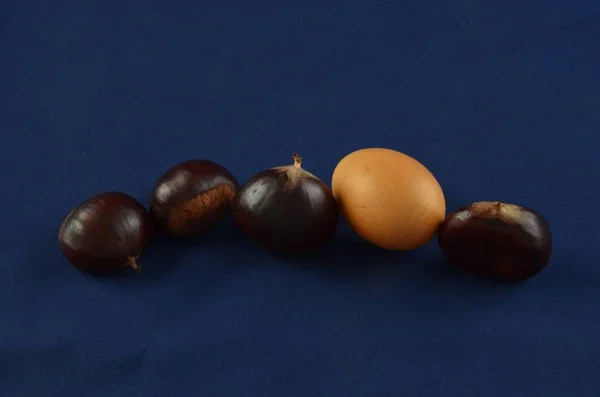 Taze kestane blu arka plan ile