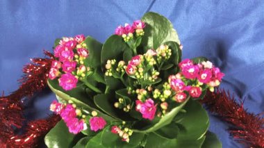 Çiçekli Hollanda Hibrid bitkiler. Izole. Makro.