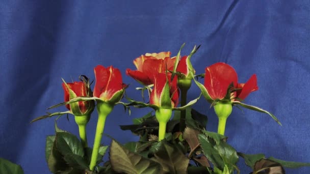 Primer plano de rosa roja de apertura, rosas rosadas florecientes, hermosa animación — Vídeos de Stock