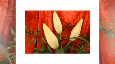 Close-up of yellow lily flowers growing in the garden.