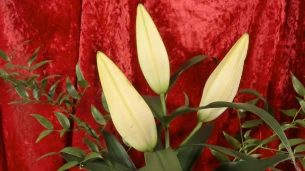 Крупним планом жовті квіти лілії, що ростуть в саду . — стокове відео