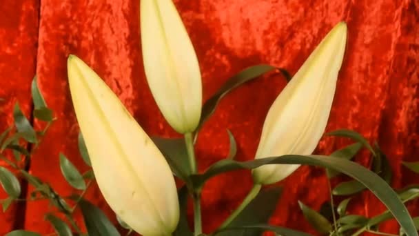 Close-up of yellow lily flowers growing in the garden. — Stok video