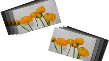 Sarı Ranunculus (Ranunculus Sp.) çiçek çiçeklenme zaman aşımı.