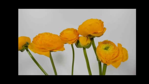 Zeitraffer von Gelbem Hahnenfuß (Hahnenfuß sp.) Blumen blühen. — Stockvideo