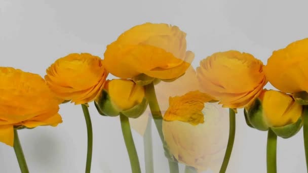 Time-lapse av gula Ranunculus (Ranunculus sp.) blommor blommande. — Stockvideo