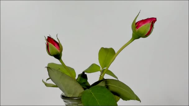 Timelapse footage: roze roos met witte achtergrond. — Stockvideo