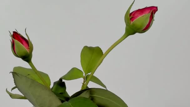 Timelapse : rose rose avec fond blanc . — Video