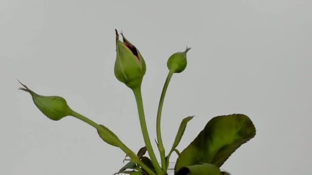 Timelapse of a light pink rose flower unblooming — Stock Video