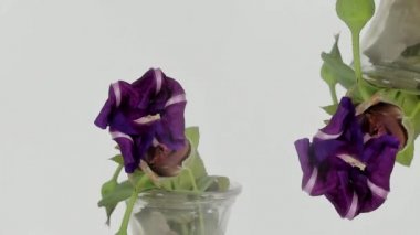 Bir açık pembe mavi çiçek unblooming Timelapse
