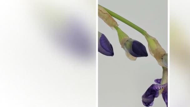 Tiempo-lapso de crecimiento flor de iris azul — Vídeo de stock