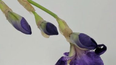 Mavi iris çiçeği büyüyen hızlandırılmış