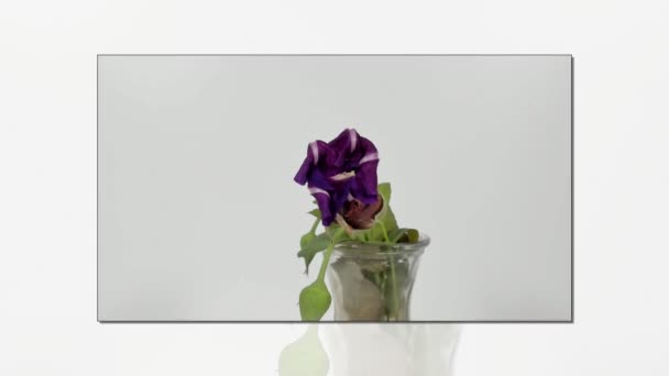 Časový interval nekvetoucí lehké modré květiny — Stock video