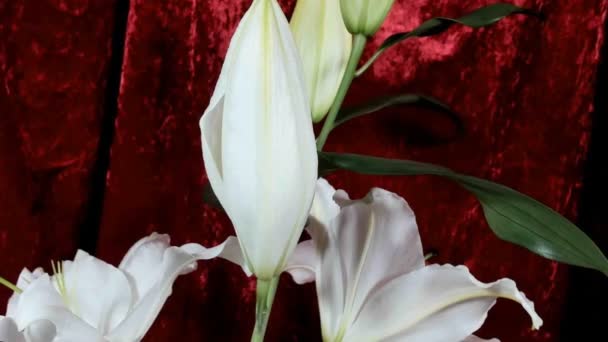 白いユリの花の芽(リリウム・サミュール)を咲かせる、タイムラプス映像。クローズアップ, マクロ. — ストック動画