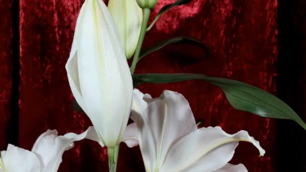 Fioritura di boccioli di fiori di giglio bianco (Lilium Samur), filmati timelapse. Chiudi, macro . — Video Stock