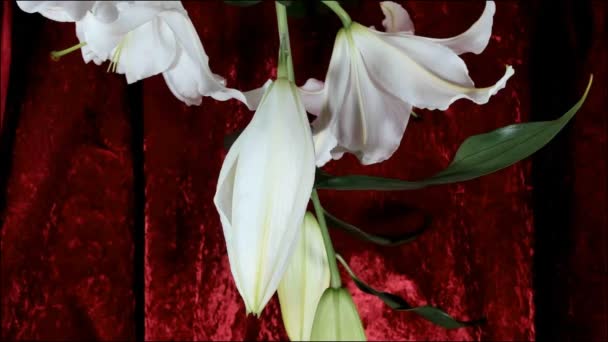 Fleurs de lys blanc fleurissant (Lilium Samur), images timelapse. Fermez-vous vers le haut, macro. — Video