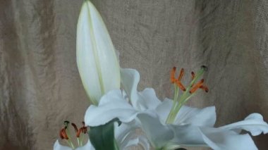 Çiçekaçan beyaz zambak çiçek tomurcukları (Lilium Samur), timelapse görüntüleri. Yakın çekim, makro.