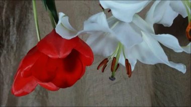 Çiçekaçan beyaz zambak çiçek tomurcukları (Lilium Samur), timelapse görüntüleri. Yakın çekim, makro.