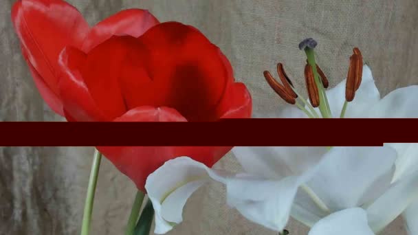 Blooming white lily flower buds (Lilium Samur), timelapse footage. Fecha, macro. . — Vídeo de Stock