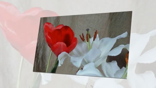 Blooming white lily flower buds (Lilium Samur), timelapse footage. Fecha, macro. . — Vídeo de Stock