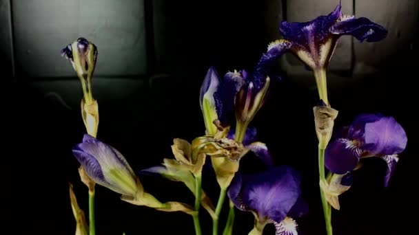 Unblooming colored flower buds, timelapse footage. Close up, macro. — Stock Video