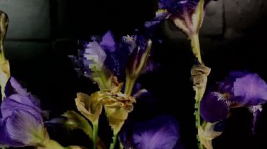 Çiçek açmayan renkli çiçek tomurcukları, timelapse görüntüleri. Yakın çekim, makro.