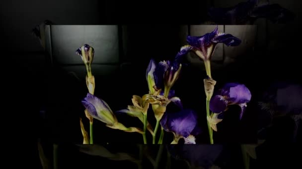 Bourgeons de fleurs de couleur unblooming, séquences timelapse. Gros plan, macro . — Video