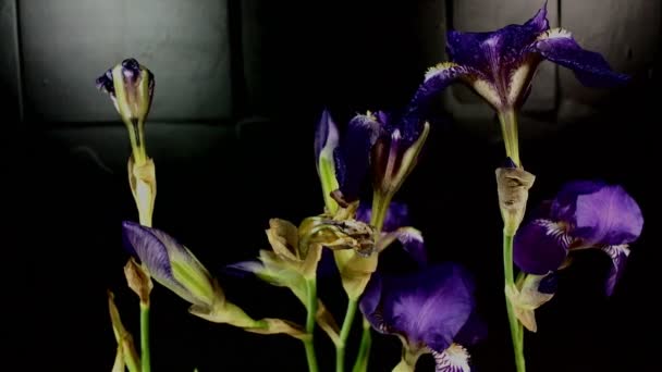 Unblühende farbige Blütenknospen, Zeitraffer-Aufnahmen. Nahaufnahme, Makro. — Stockvideo